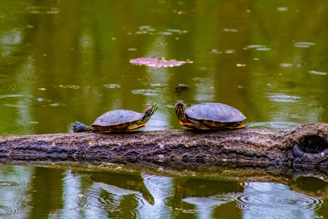 mind-body therapy couples therapy